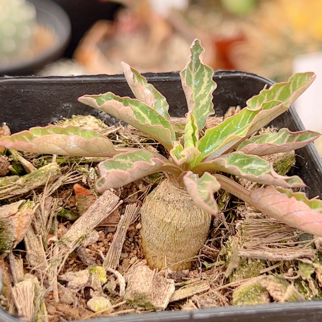 实生 鱼骨大戟仙人球