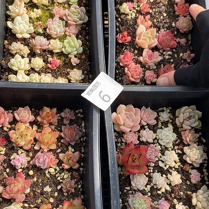 6 多肉植物盆栽花卉