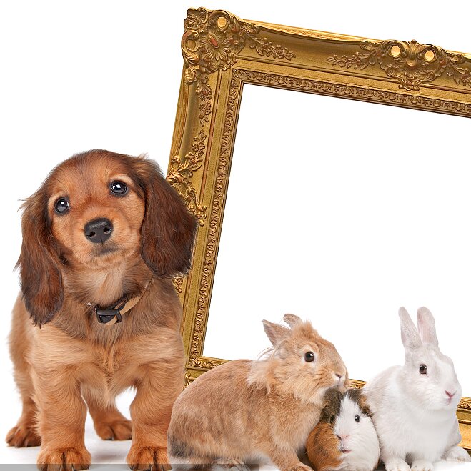 宠物相框定制拍前联系客服