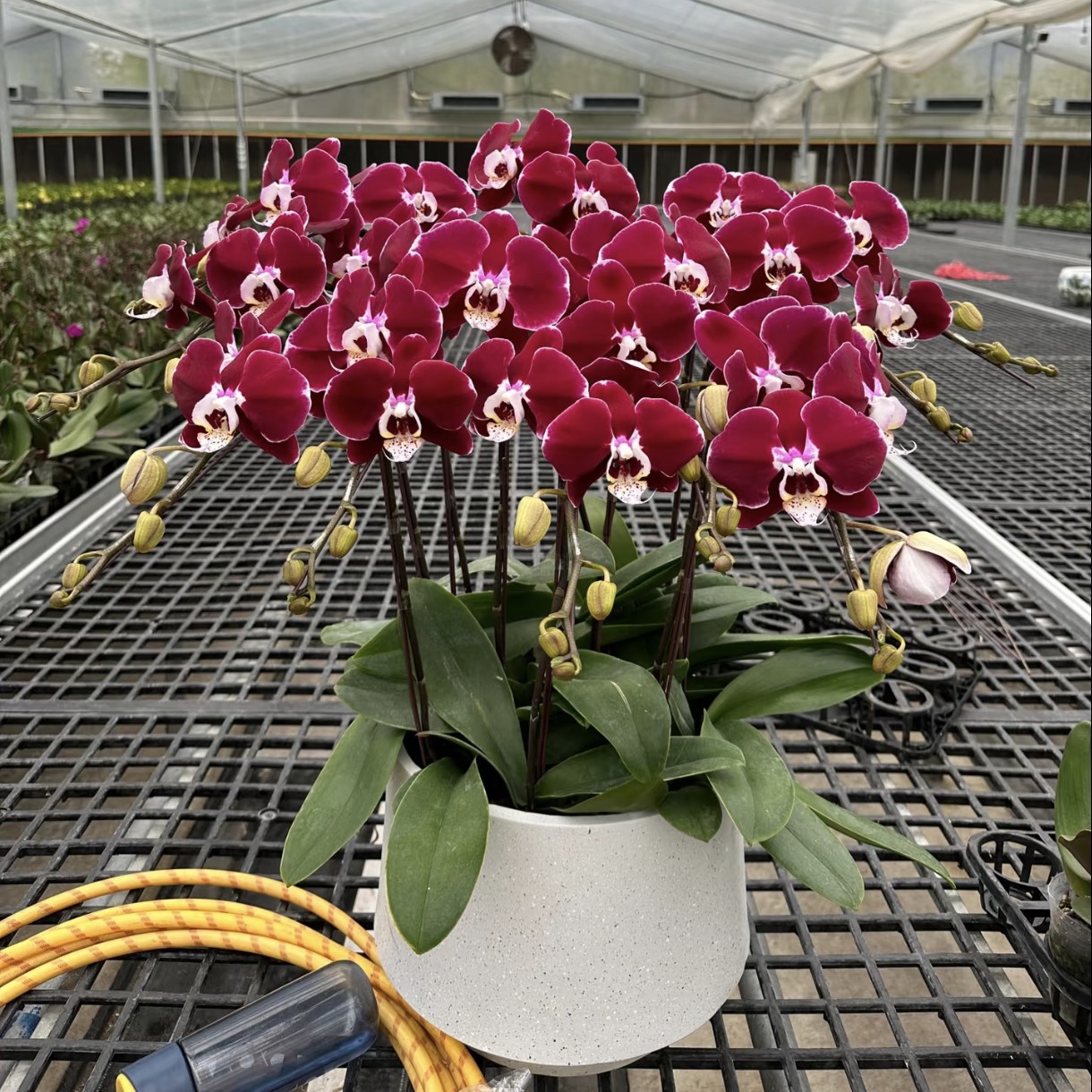 幻影蝴蝶兰 明日达 北京同城蝴蝶兰基地 专车配送