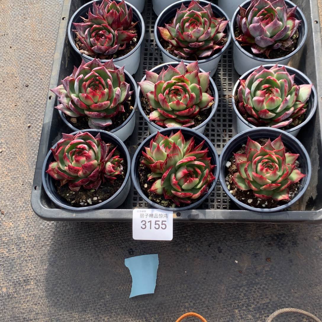 灵***师3155加3颗，6厘米小