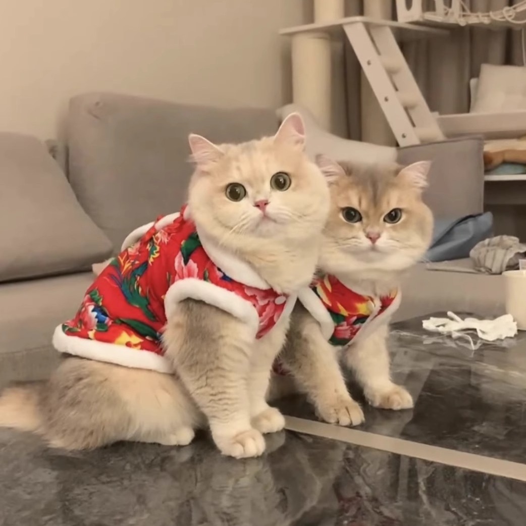 猫咪花袄布偶猫马保暖背心幼猫宠物加绒东北冬季幼猫保暖背心