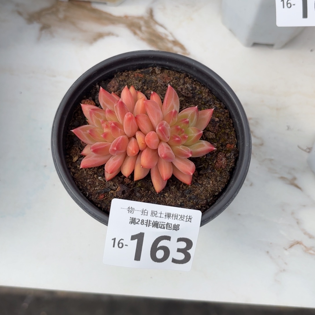 甲骨文多肉多肉多肉