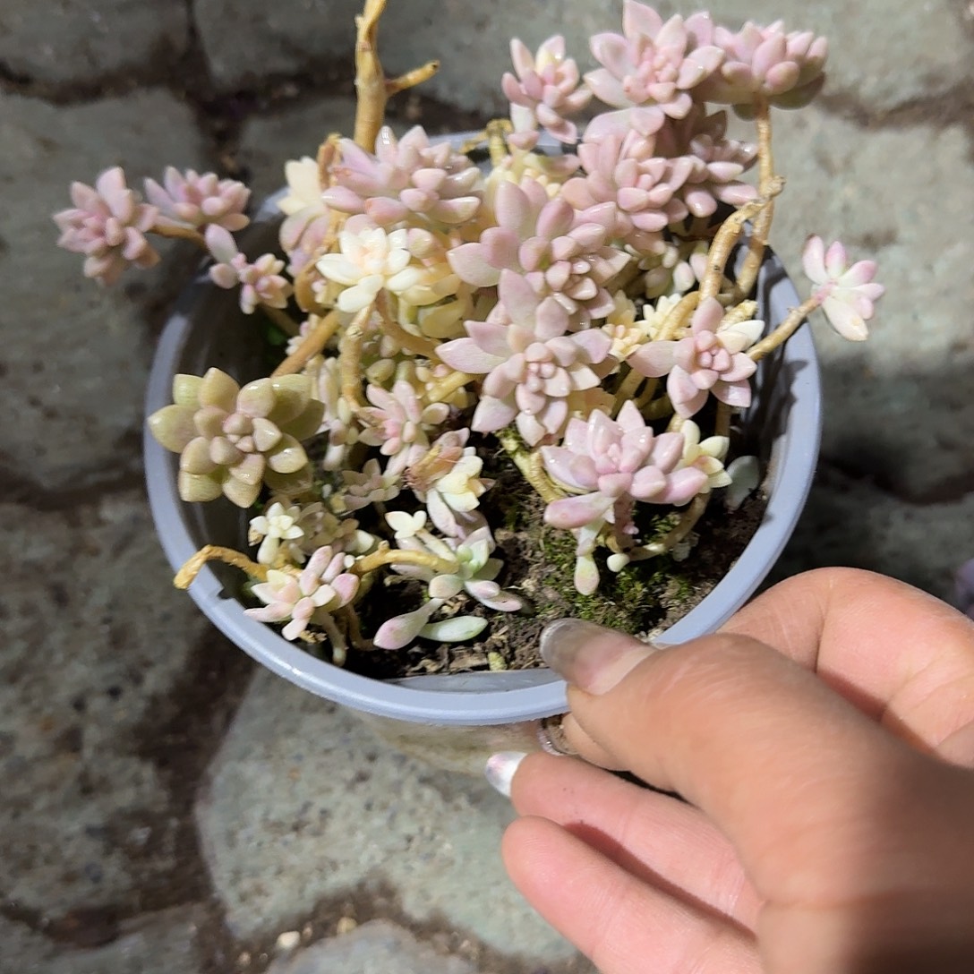 丸叶姬秋丽锦多肉植物