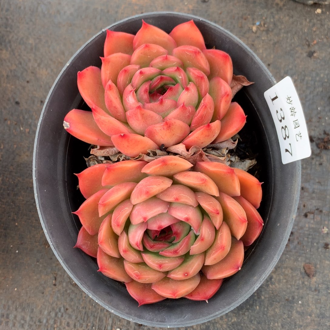 1387 杂交精品基地10厘米