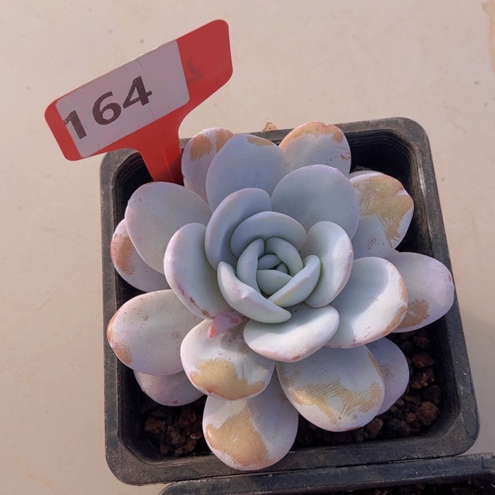 健健康康平平安安