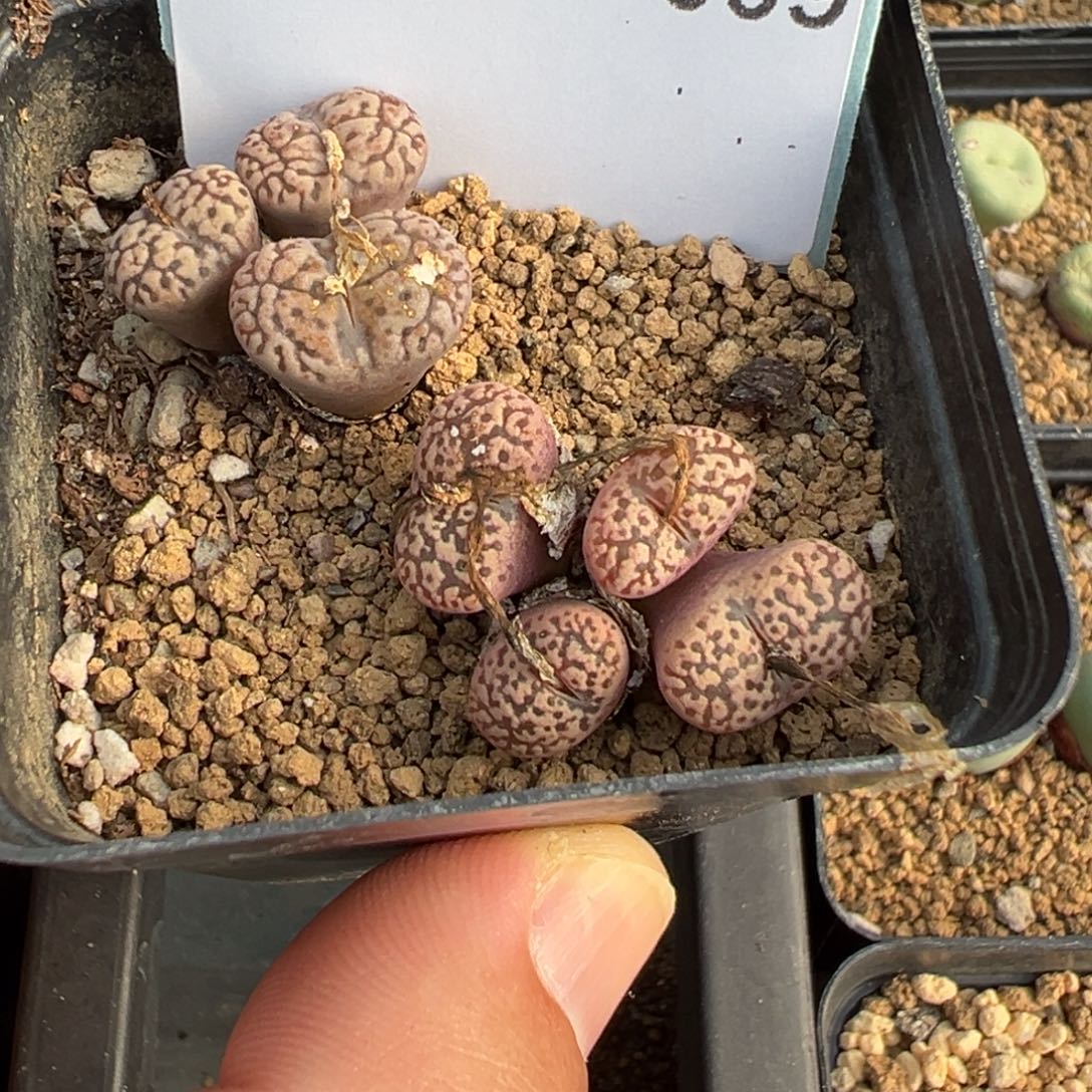 28-09肉锥多肉植物