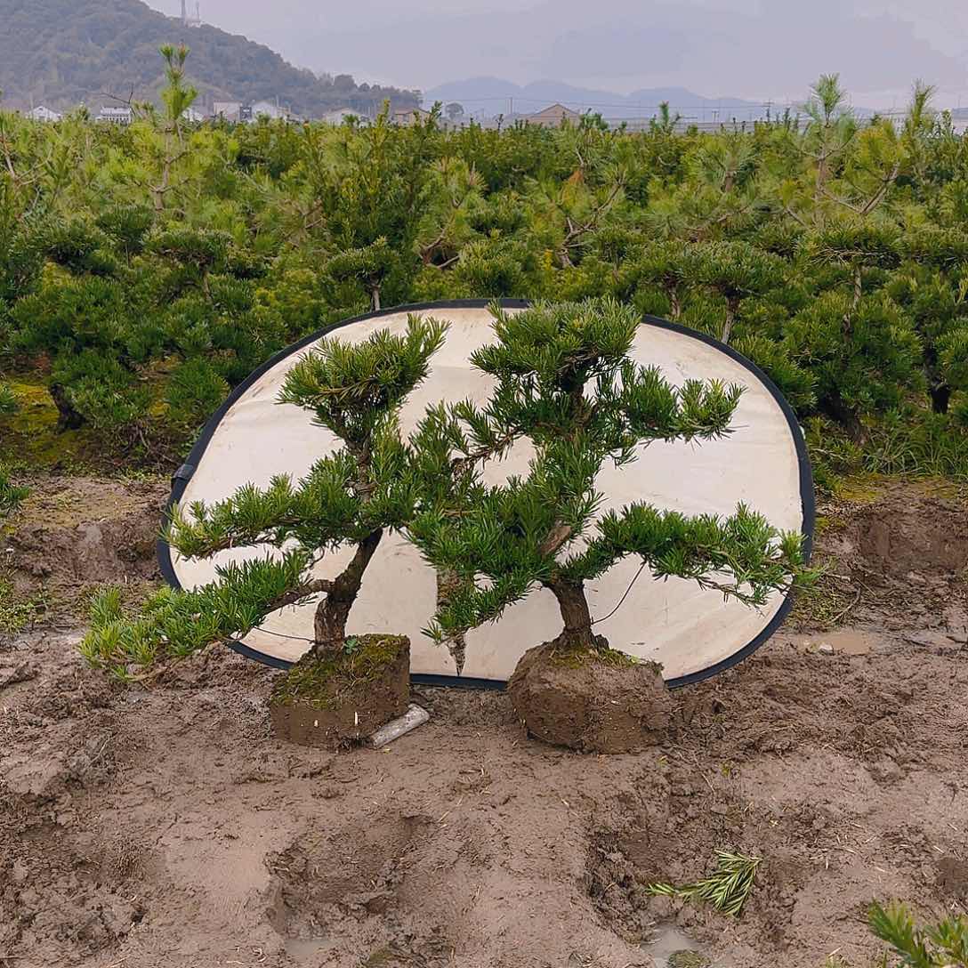 罗汉松盆景艺术笑*?