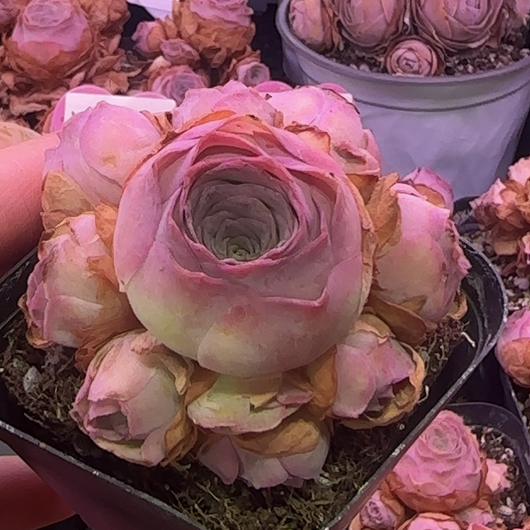 诺克克 玻璃心慎拍