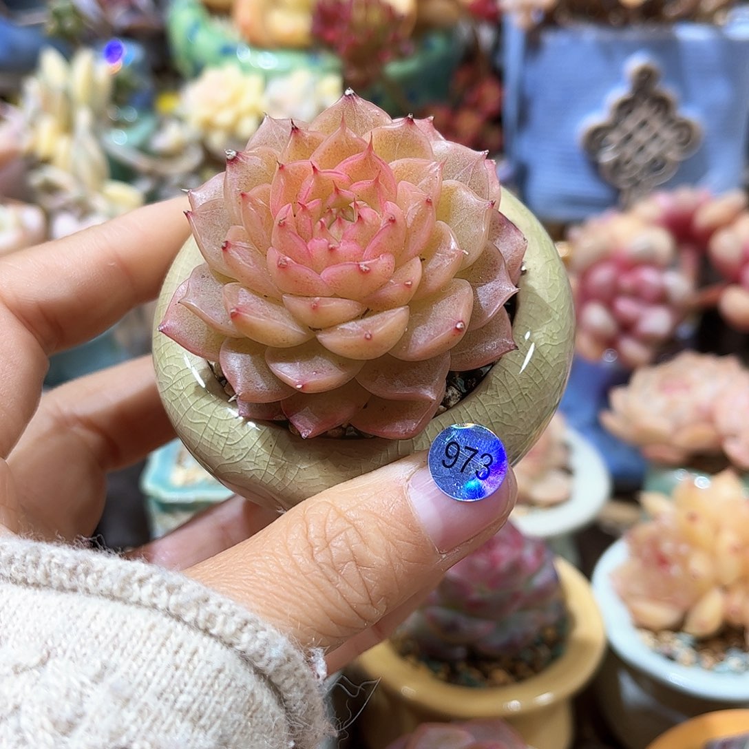 973 多肉含盆土 满30元包邮 除偏远