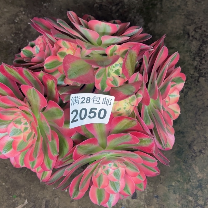 2050女巫多肉植物