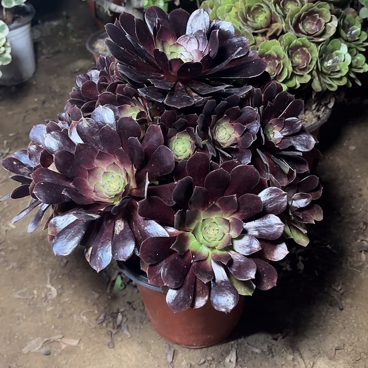 多肉植物赤焰莲31