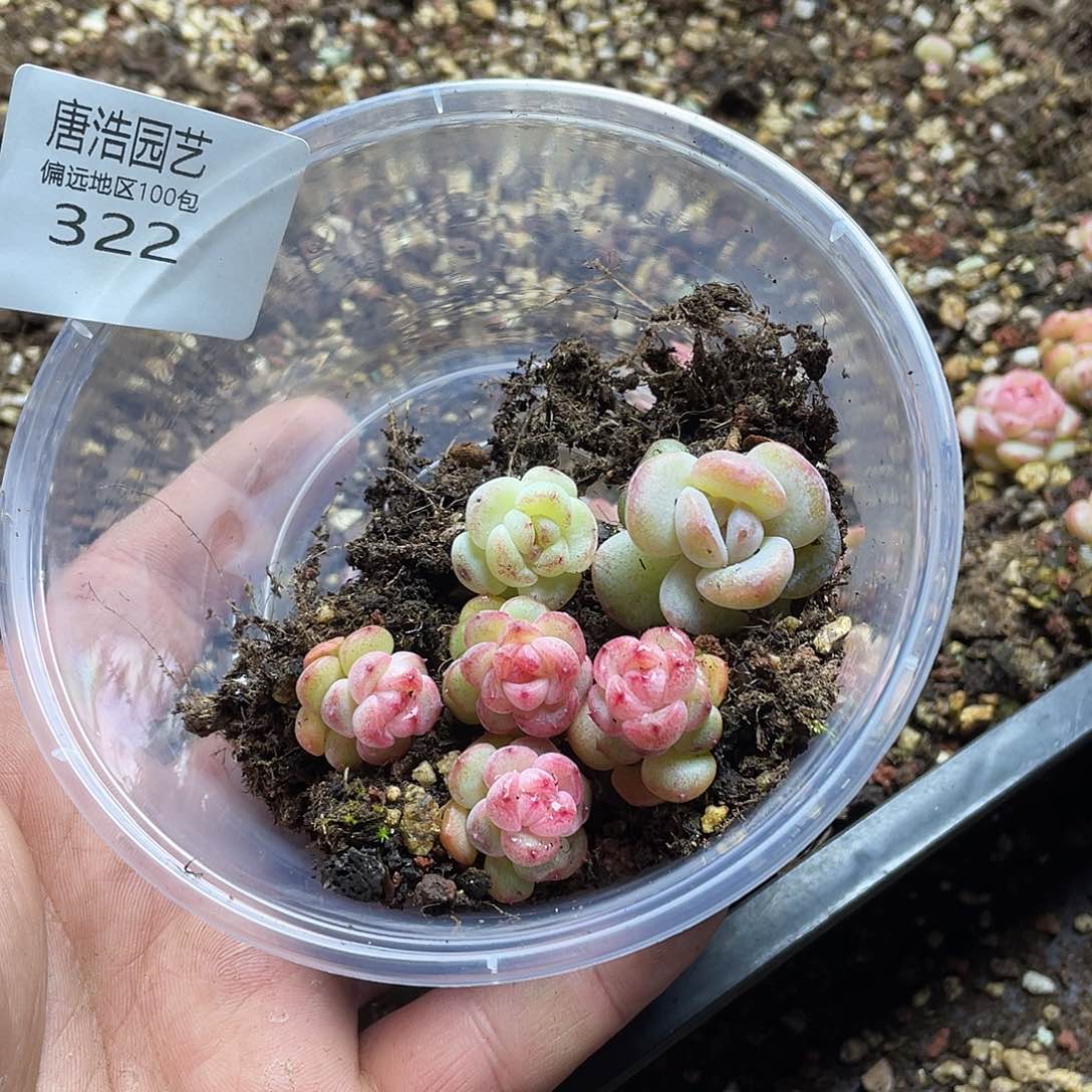 梅*珍妮混一物一拍322