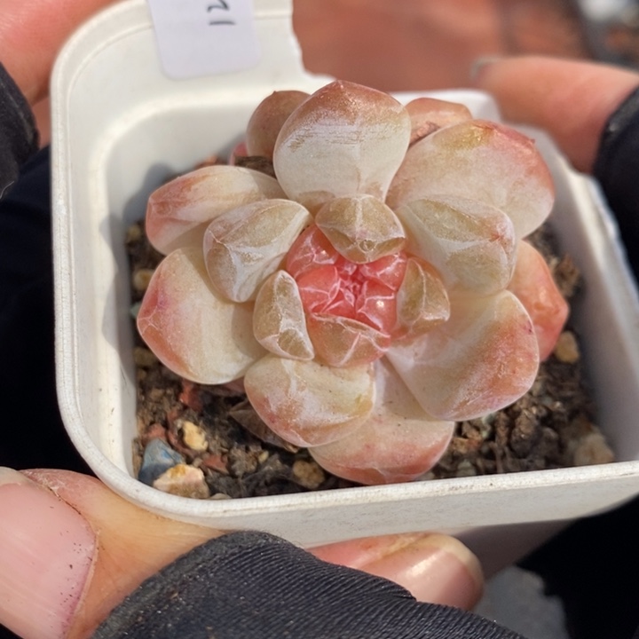 1211-592，粉魄多肉双头