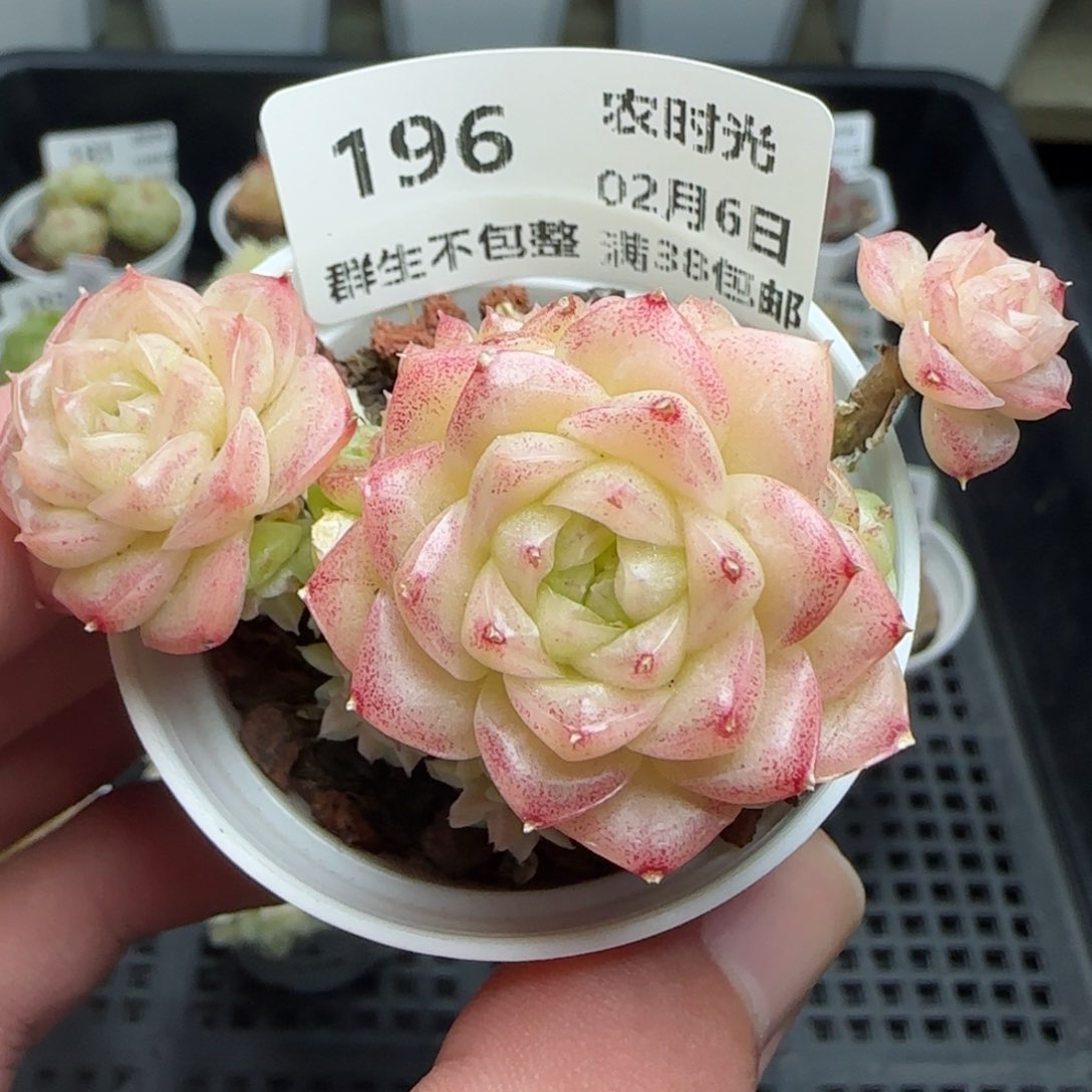 0206-196珠光麦秆