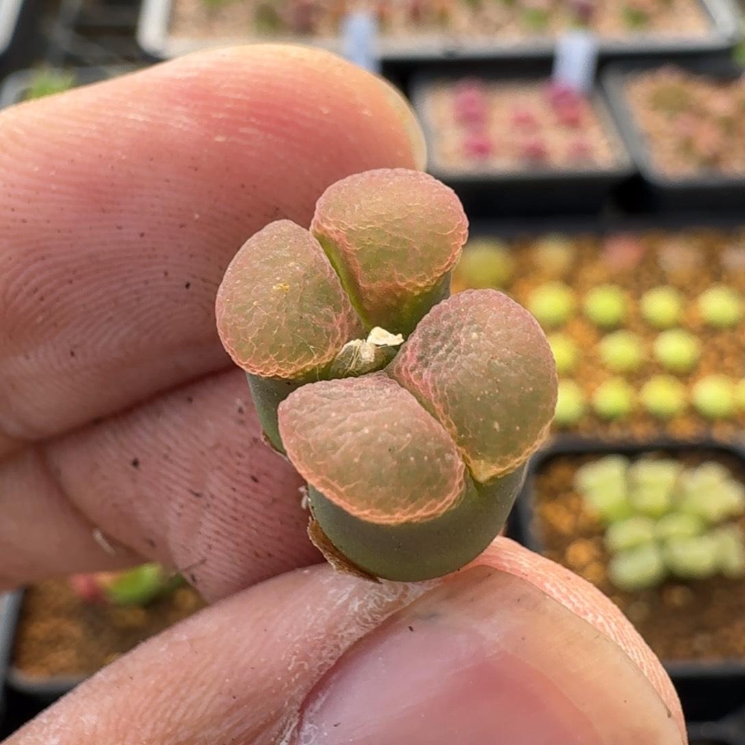 云缦精品番杏20.10 全窗樱花