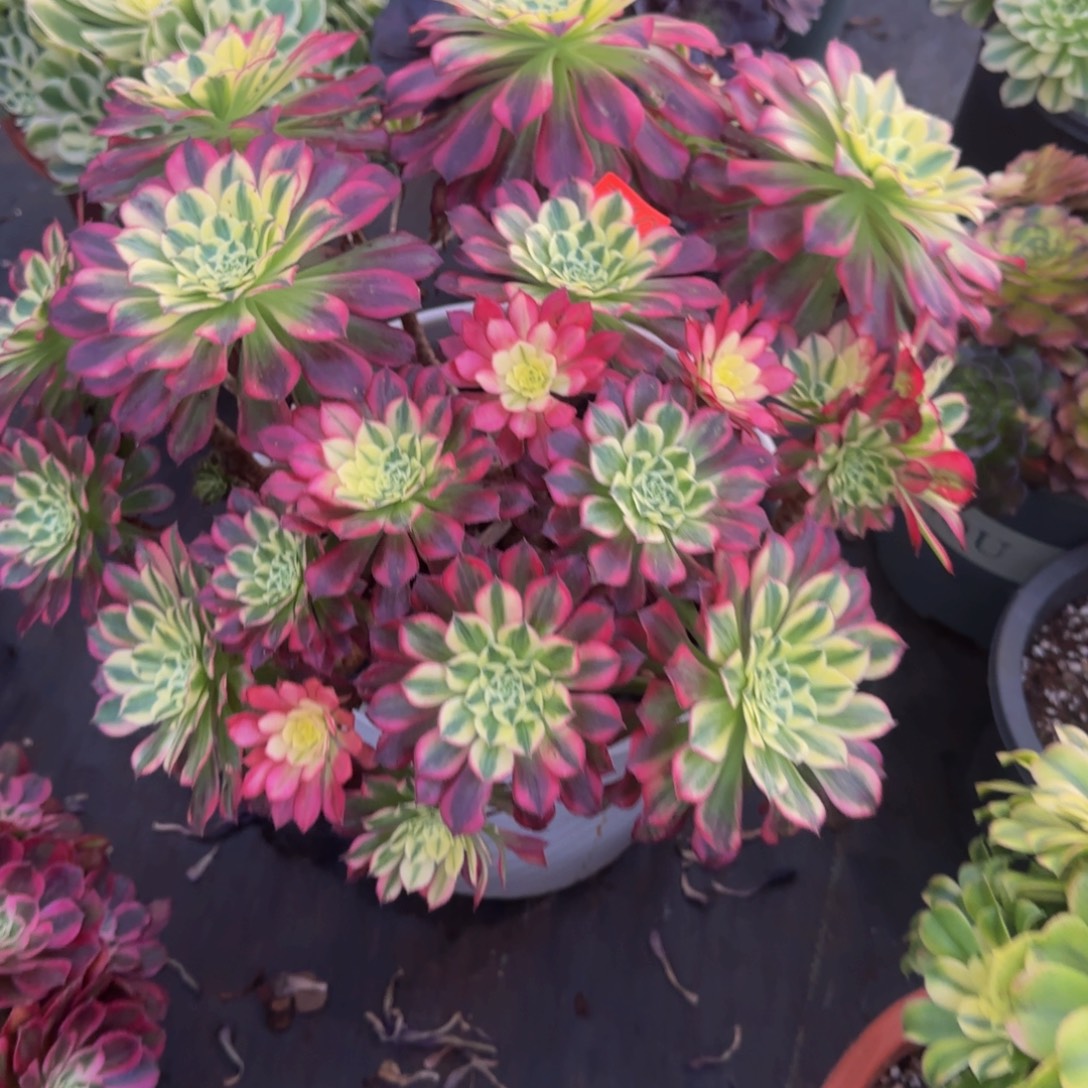 740多肉法师锦1111