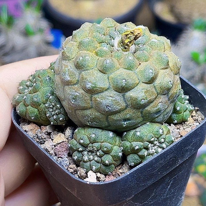 蜥蜴皮群萝卜根一颗