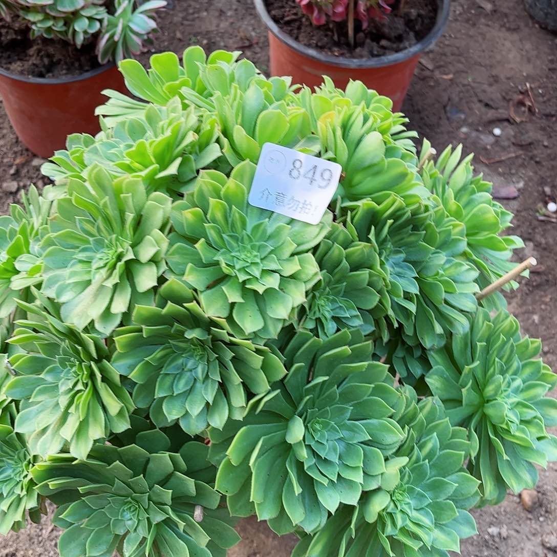 无花朵多肉植物849