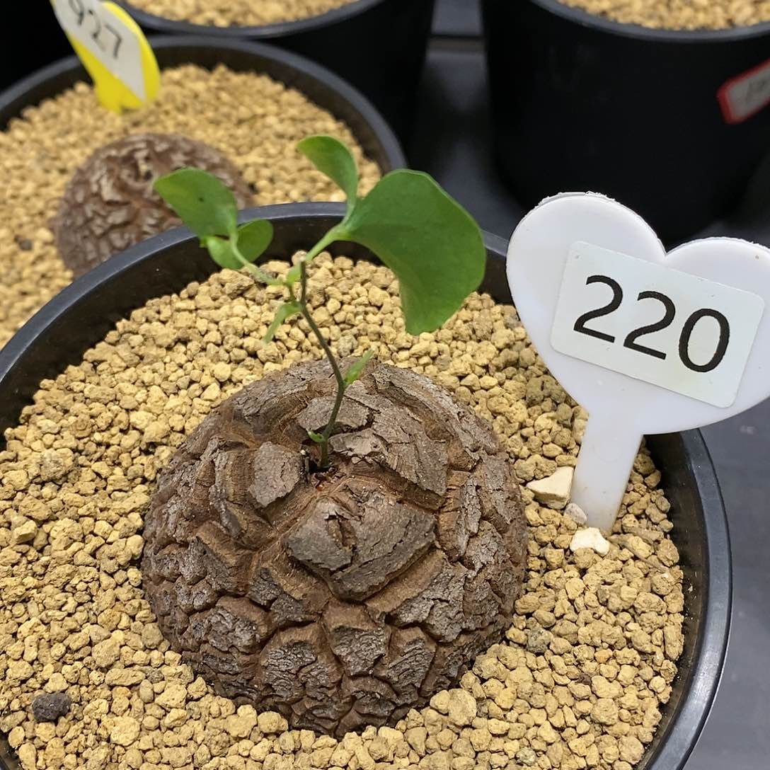 6.7南非龟甲龙龟甲龙