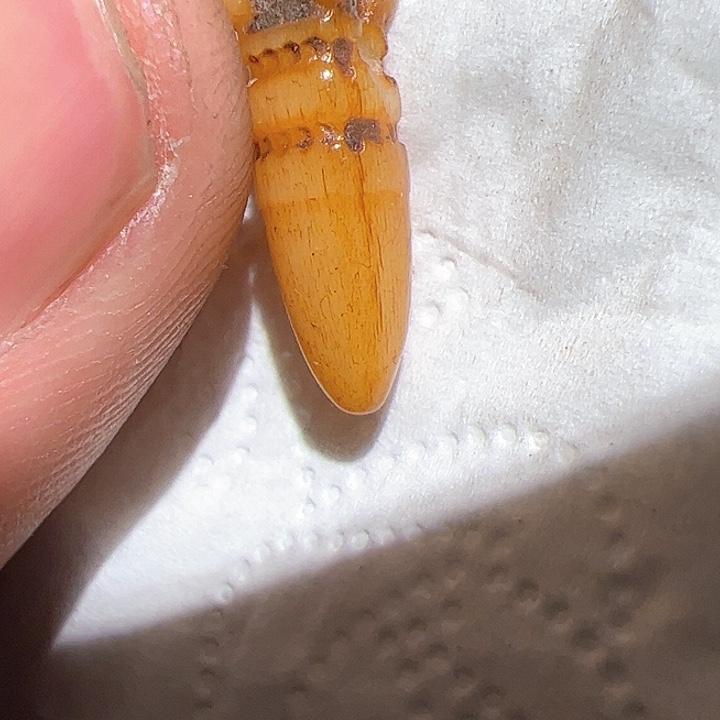 香榧木在这里的时候