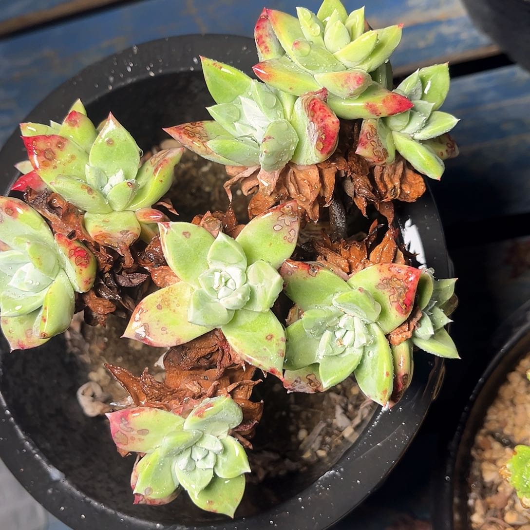 大花朵苹果叶老装多头