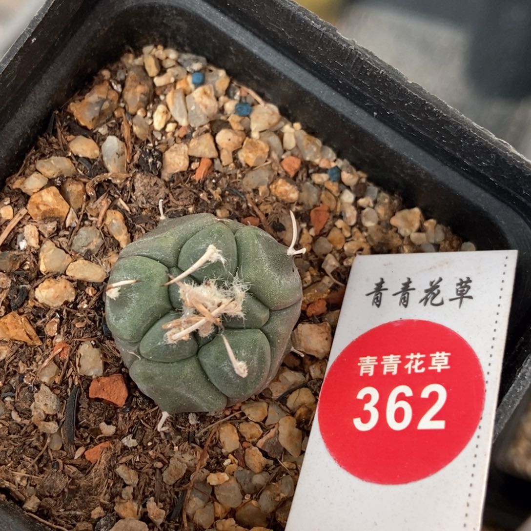 实生乌丸娇丽一颗仙人球