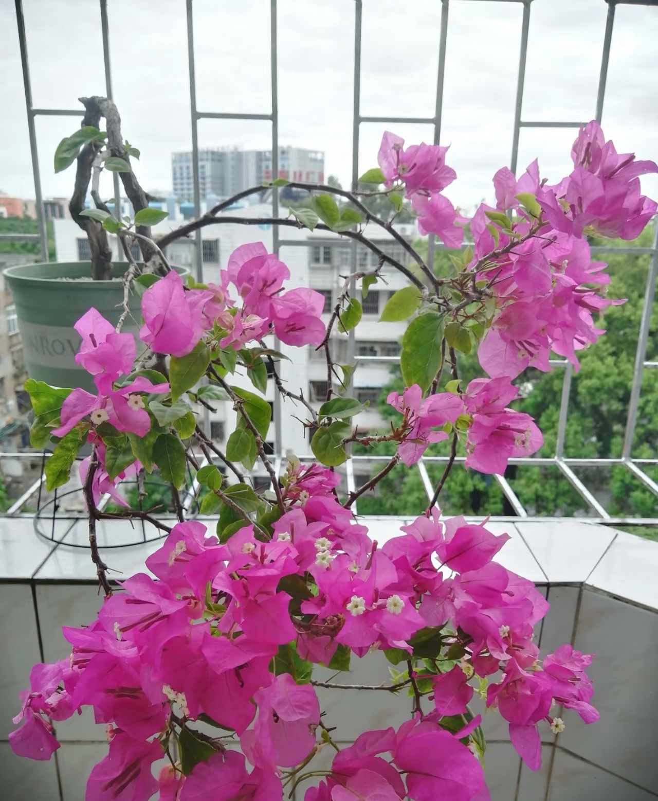 【洋红公主】魔镜粉带盆观赏三角梅