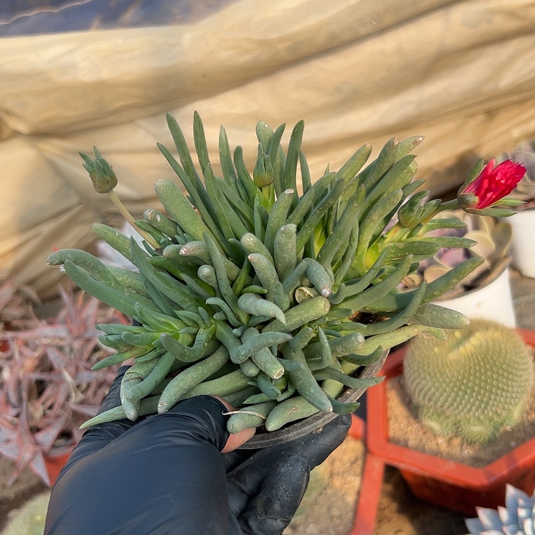 多肉植物红花奔龙