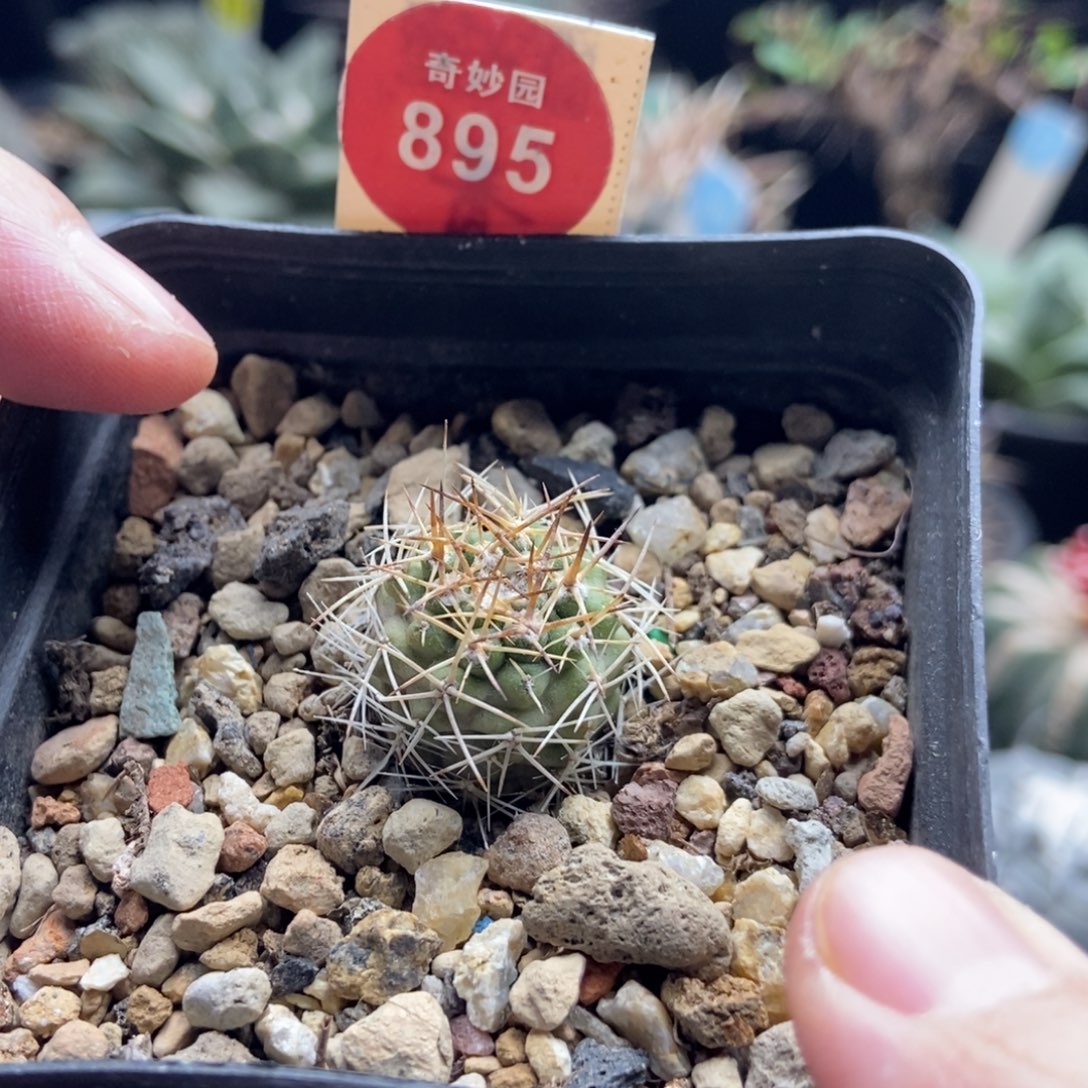 实生五佰津玉一颗1.9cm