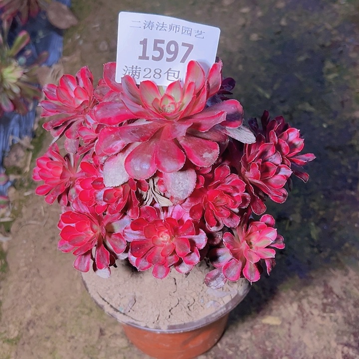 1597香奈儿多肉植物老桩2号