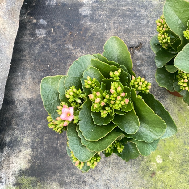 [卉雅—比兰达] 单瓣大花长寿花室内盆栽懒人花（120盆）基地直发