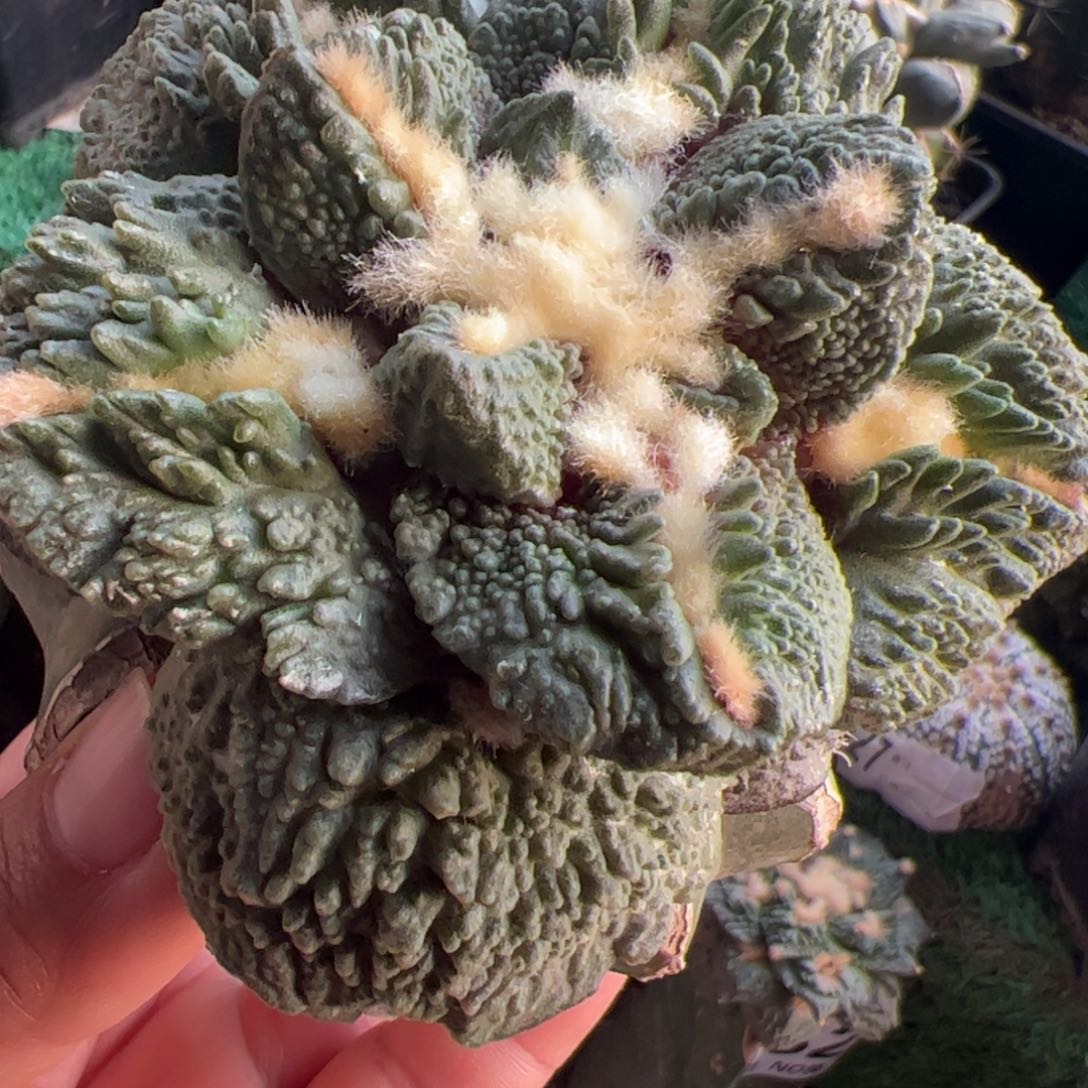 大尤哥斯拉牡丹998