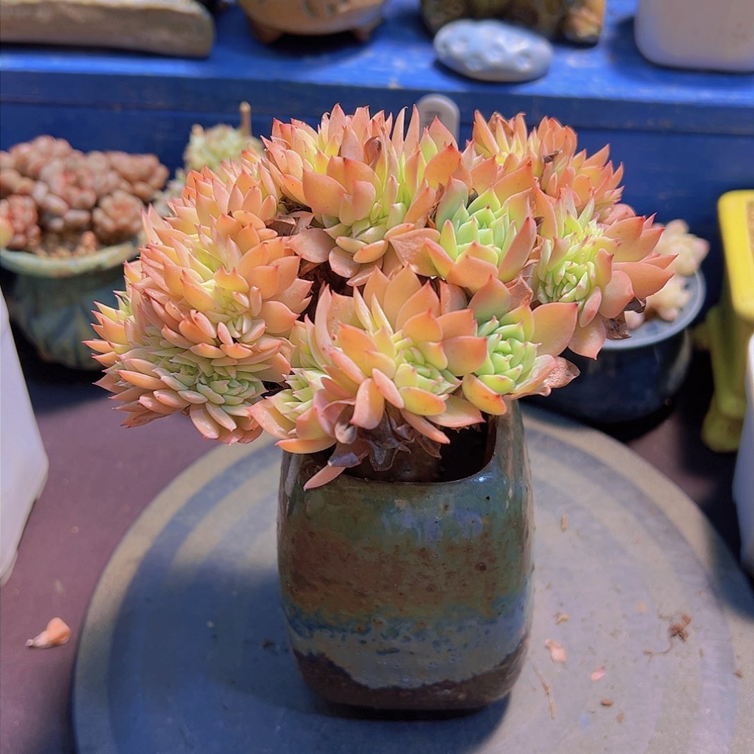 布**寳三色堇，多肉植物，