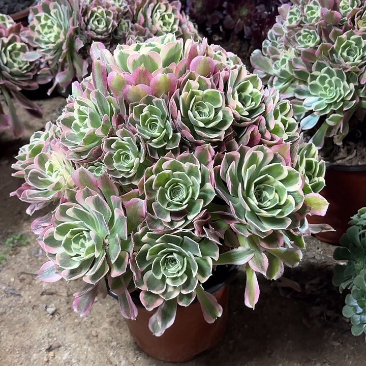 多肉植物法师白凤62