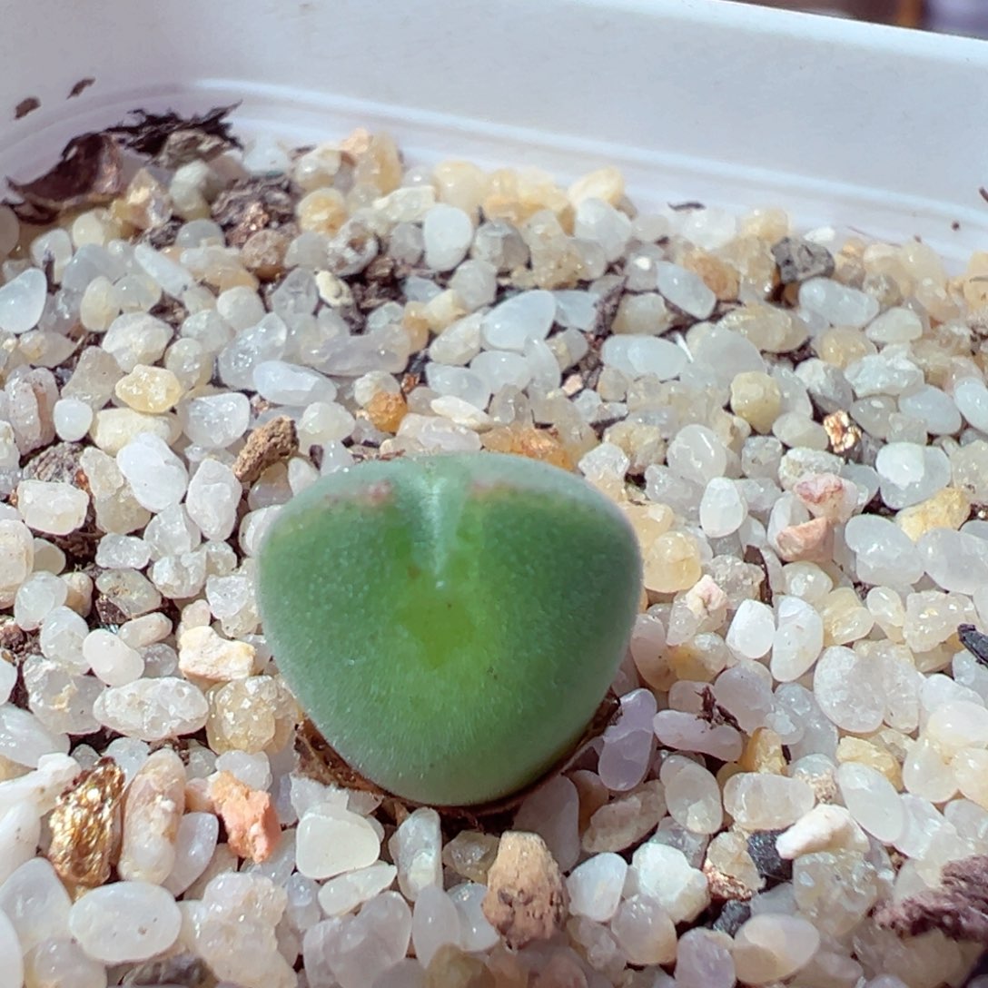 1201-230多肉多日空蝉大眼