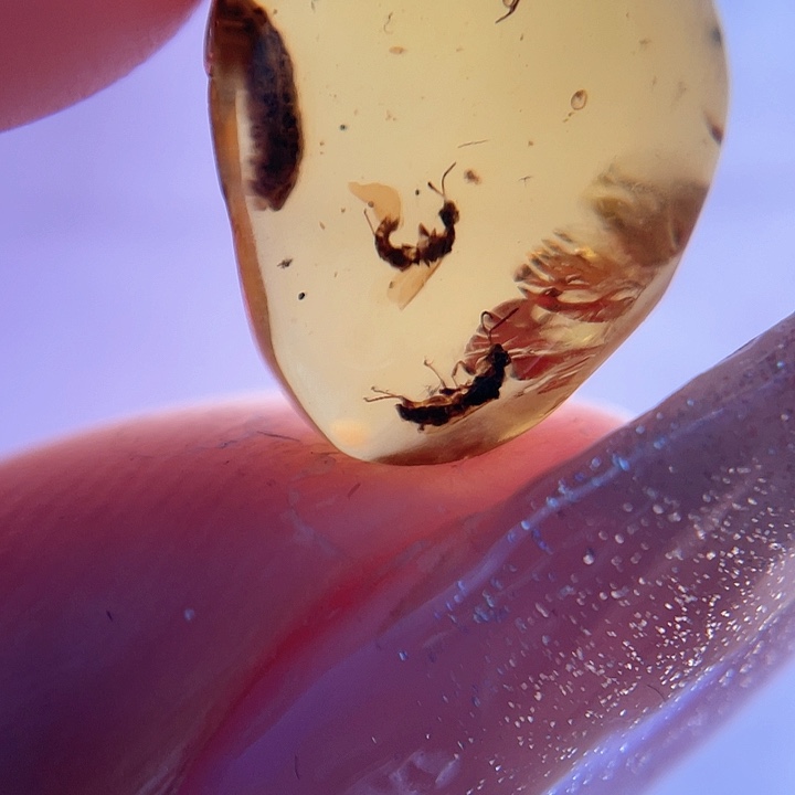 琥珀裸石未镶嵌。