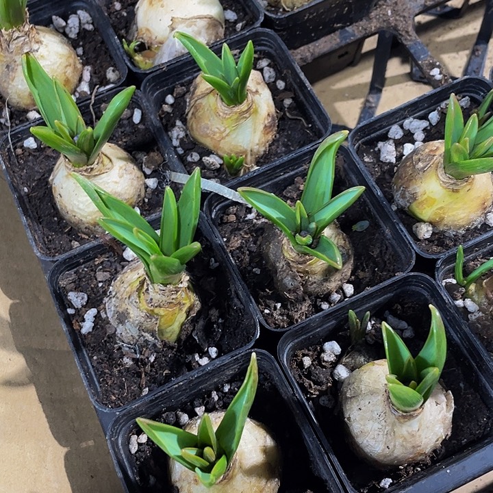 风信子带盆土发货