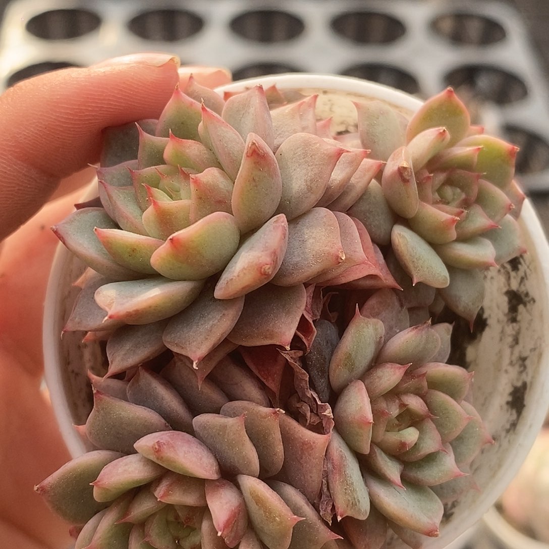 可爱肉肉喜欢拍233