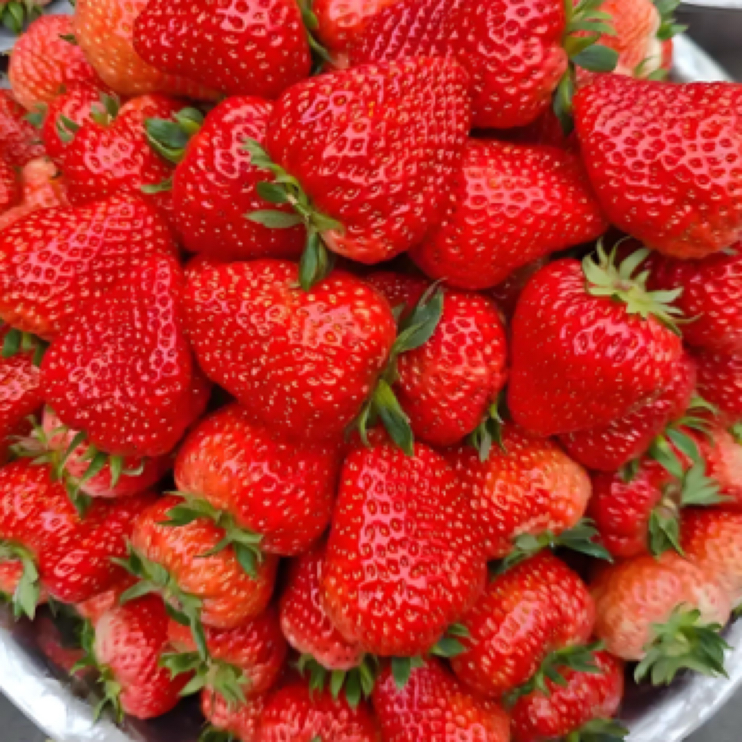 西宁本地当日新鲜采摘奶油草莓大果拍15斤一盆5斤三盆装产地青海西宁