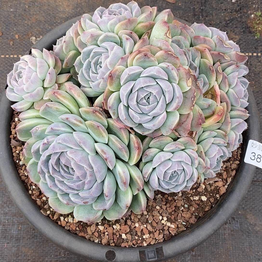 秋***歌3875杂交老桩基地_22厘米