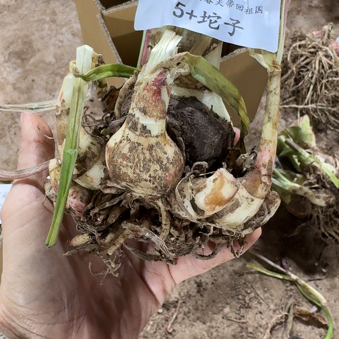 丽朵香妃5+坨坨开花球