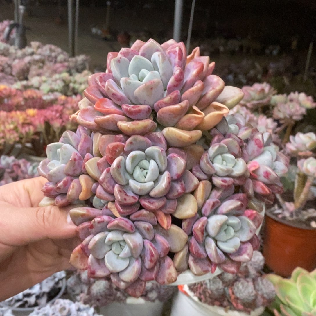 花斑露六头起发老桩