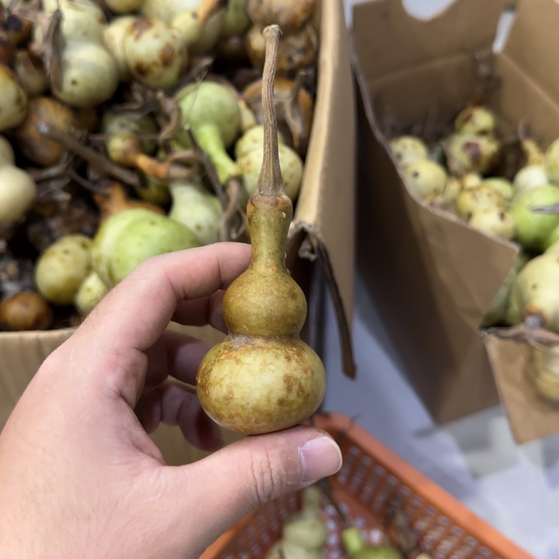 ****龍葫芦青皮不包成青皮不包成