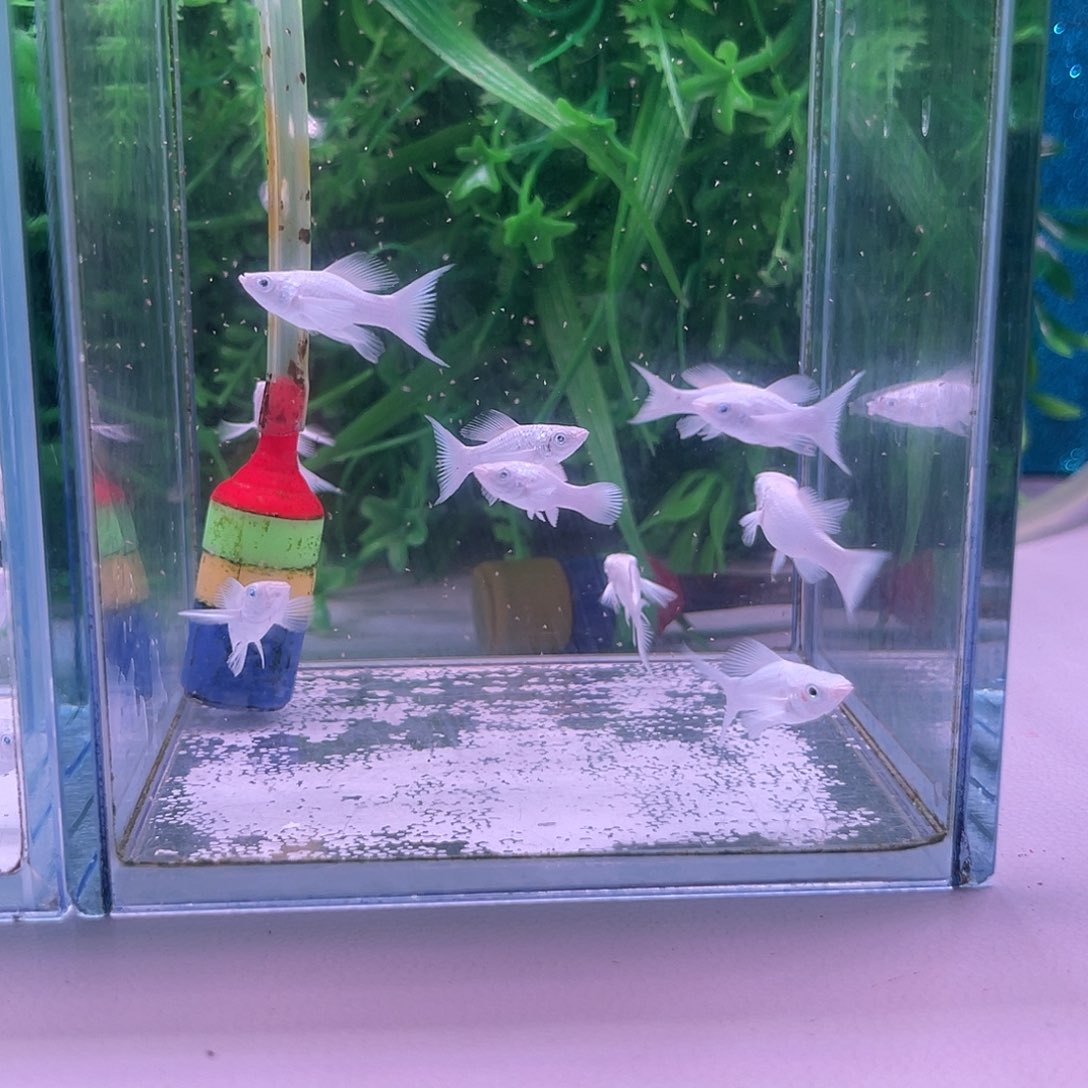 黑玛丽鱼70号玛丽苗子8+2备损