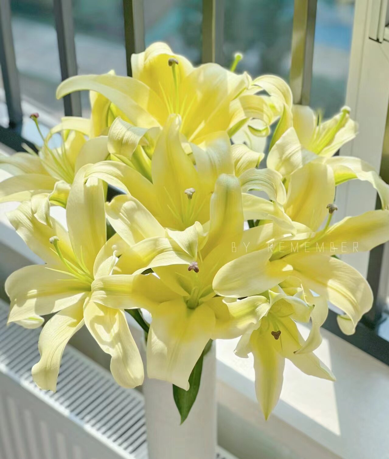 黄帝香水百合   相同地址任意两单送配草一束