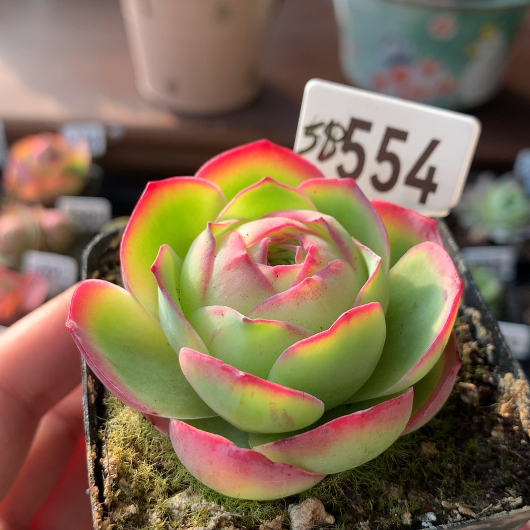 山地玫瑰墨雨554