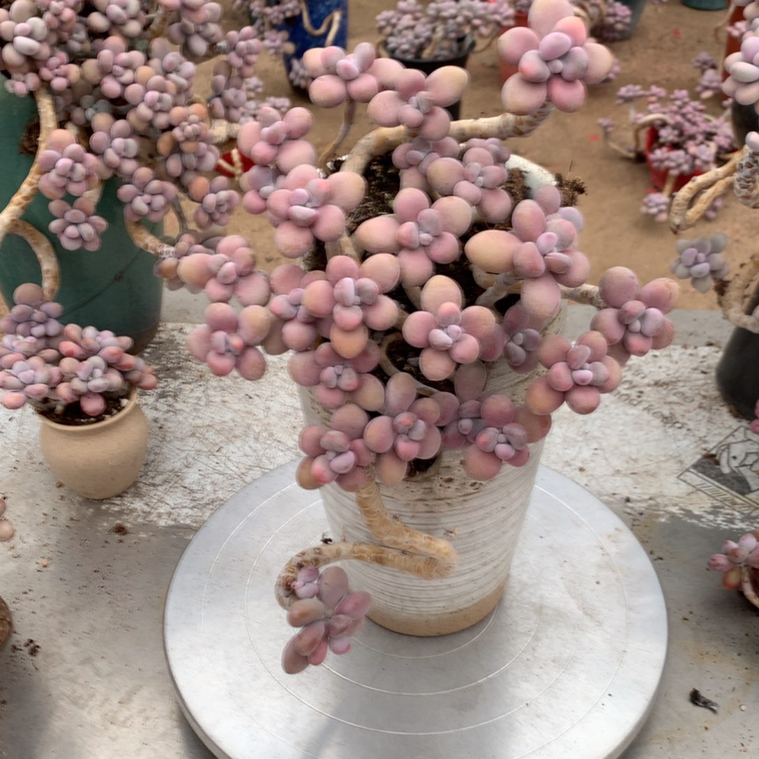 桃蛋老桩不带盆62号