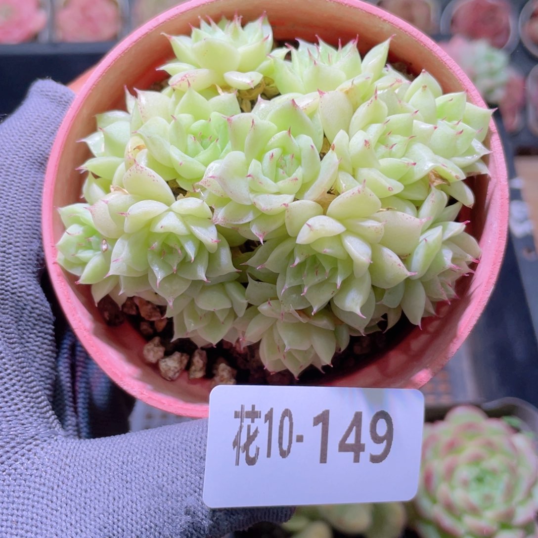 花利美 10-149麦秆群