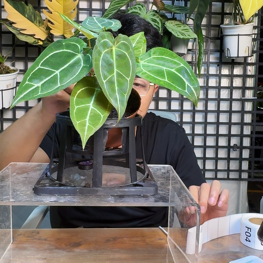 黑***宝无花朵一物一拍E192